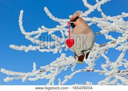 Waxwing bird sitting on a branch in a white hoarfrost on the background of blue sky and holds in its beak a red heart