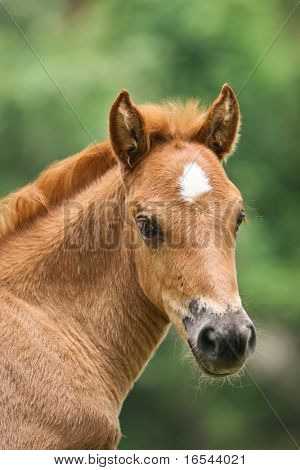 the horse in the farm.
