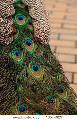 Blue and green male peacock Pavo muticus feather background up close