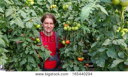 Smiling greenhouse worker standing among tall tomato plants.