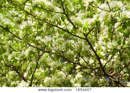 Appletree floreciente