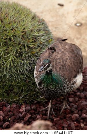 Brown and green female peafowl Pavo muticus at rest in a botanical garden