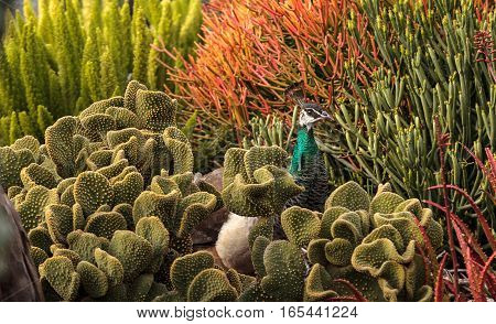 Brown and green female peafowl Pavo muticus at rest in a botanical garden