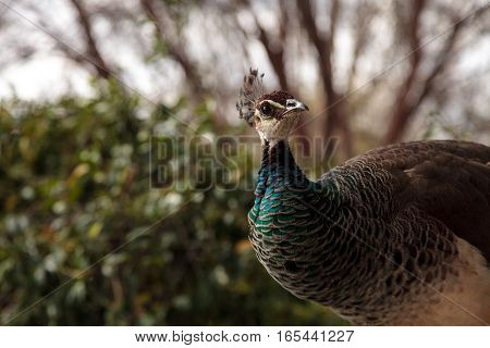 Brown and green female peafowl Pavo muticus at rest in a botanical garden