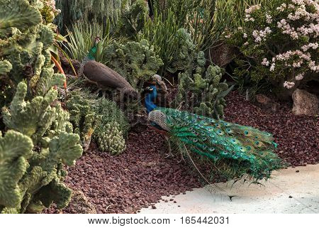 Mating display of a blue and green male peacock Pavo muticus in a botanical garden