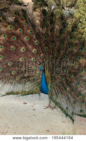 Mating display of a blue and green male peacock Pavo muticus in a botanical garden