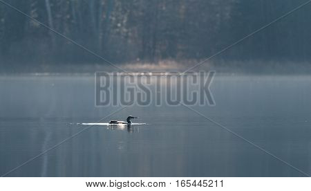 Common Loon - Gavia Immer - in winter colors, swims slowly along on a lake surface.  Subdued soft Sunshine illuminates the forest behind.