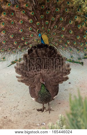 Mating display of a blue and green male peacock Pavo muticus in a botanical garden