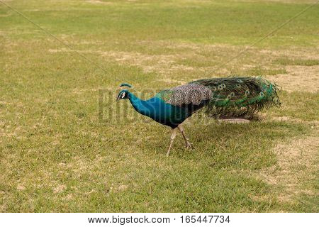 Blue and green male peacock Pavo muticus at rest in a botanical garden