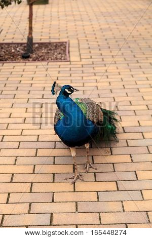 Blue And Green Male Peacock Pavo Muticus