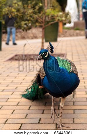 Blue and green male peacock Pavo muticus at rest in a botanical garden