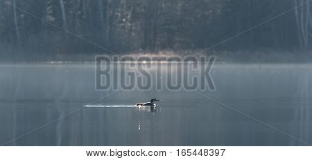 Common Loon - Gavia Immer - in winter colors, swims slowly along on a lake surface.  Subdued soft Sunshine illuminates the forest behind.