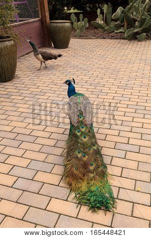 Blue and green male peacock Pavo muticus at rest in a botanical garden