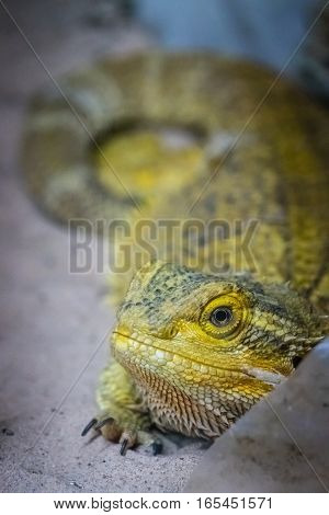 Bearded Dragon lizard looking throgh the cage window in a zoo