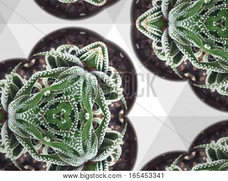 Kaleidoscope repeat design abstract pattern texture background of potted green cactus succulent plant top view