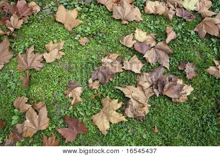 Herbst Blatt auf dem grünen Gras Hintergrund im Freien.