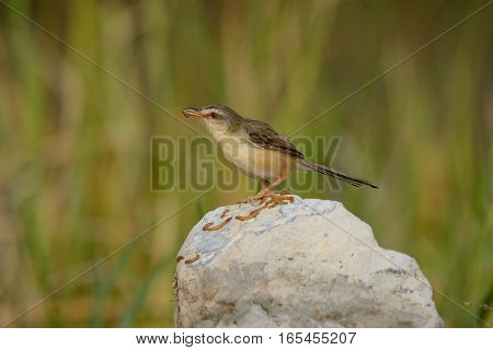 beautiful plain prina (Prina inornata) possing on log in forest of Thailand