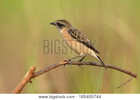 beautiful female Eastern Stonechat (Saxicola stejnegeri) standing on ground