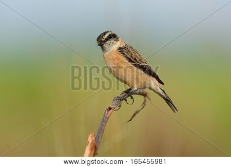 beautiful female Eastern Stonechat (Saxicola stejnegeri) standing on ground