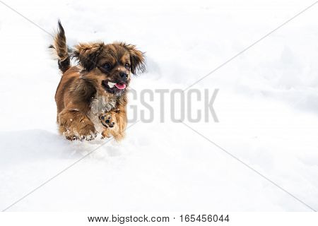 Small dog running in snow with a bone in her mouth