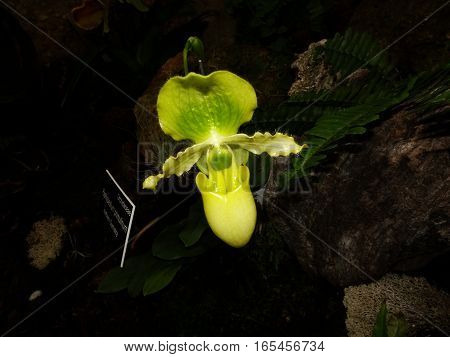 Green Ladyslipper Orchid Flower