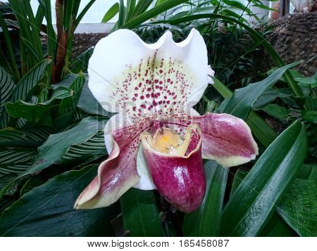 Exotic Lady Slipper Orchid  (paphiopedilum Cyclops)