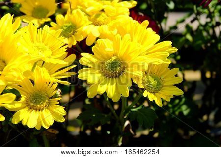 Chrysanthemum Flowers Background In Nature.dendranthemum Grandifflora