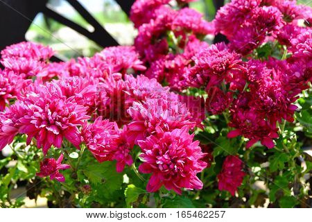 Chrysanthemum Flowers Background In Nature.dendranthemum Grandifflora