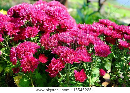 Chrysanthemum Flowers Background In Nature.dendranthemum Grandifflora