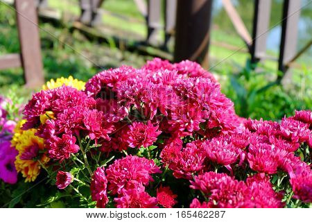 Chrysanthemum Flowers Background In Nature.dendranthemum Grandifflora