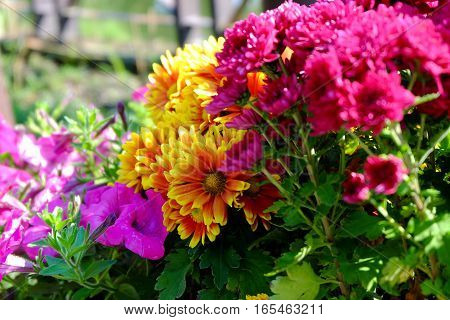 Chrysanthemum Flowers Background In Nature.dendranthemum Grandifflora