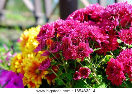 Chrysanthemum Flowers Background In Nature.dendranthemum Grandifflora