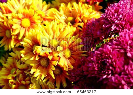 Chrysanthemum Flowers Background In Nature.dendranthemum Grandifflora