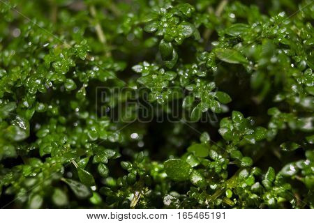 Macro of green growing plant. Small leaves of green plants.