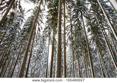 Winter nature. Winter forest landscape in early winter morning- deciduous frosty tree under winter snowfall. Winter nature view with snowy winter forest - winter landscape. Snow on tree.