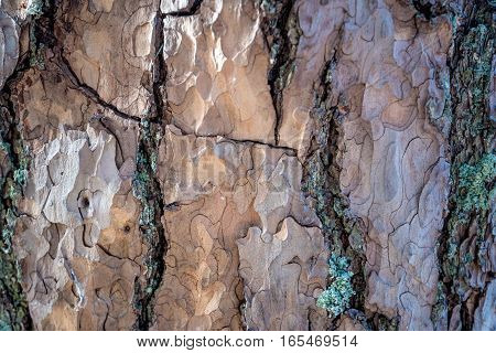 Pinw tree bark macro photograph for closeup texture