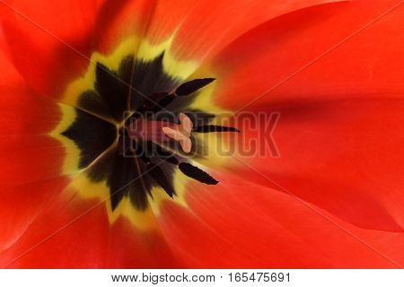 Background with red tulip flower macro view