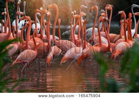 Flock of Pink flamingos standing in water