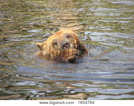 Braunbär 