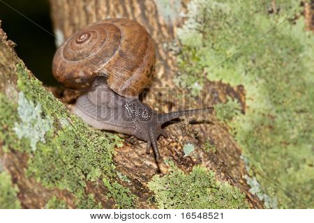 Caracol de jardim