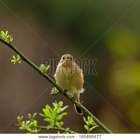 Common chiffchaff bird  on bush branch and looking attentively