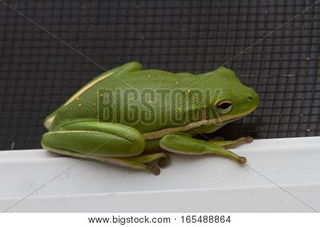 Four toed green frog hiding on a window sill.