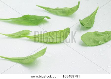 Arugula Leaves. Leaf over a white background