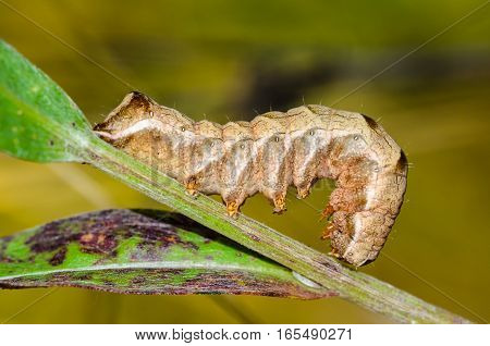 Brown caterpillar cutworm beautifully bent on stem plants
