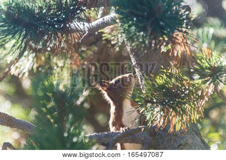A squirrel in Vall de Nuria searching some to eat