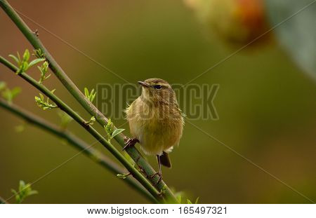 Common chiffchaff bird  on bush branch and looking attentively