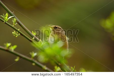 Common chiffchaff bird  on bush branch and looking attentively