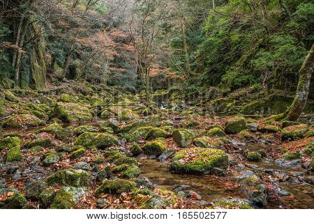 Beautiful in nature the Akame 48 waterfalls in autumn Mie Prefecture Japan