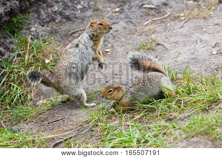 Two arctic ground squirrels playing with each other