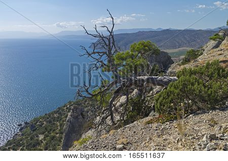 Dead pine relict lying on the hillside above the sea. Crimea September.